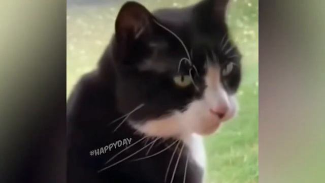 СМЕШНЫЕ КОШКИ 2022 И ДРУГИЕ ЖИВОТНЫЕ 10 МИНУТ СМЕХА ЛУЧШИЕ ПРИКОЛЫ С КОТАМИ смотреть онлайн