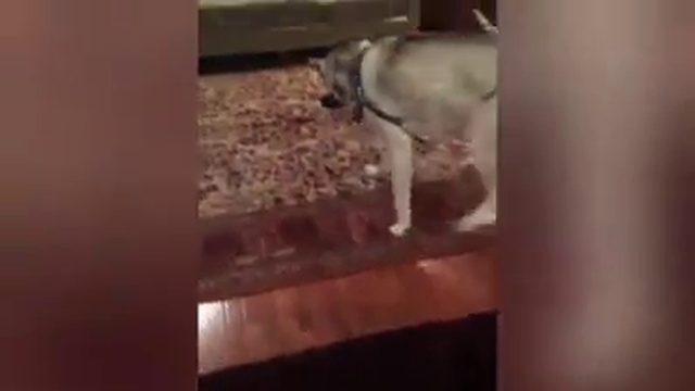 кошки и собаки выясняют отношения смотреть онлайн