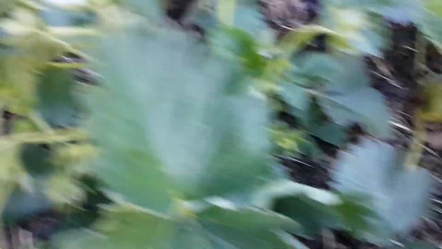 Поздняя посадка усов клубники. Эксперимент. смотреть онлайн