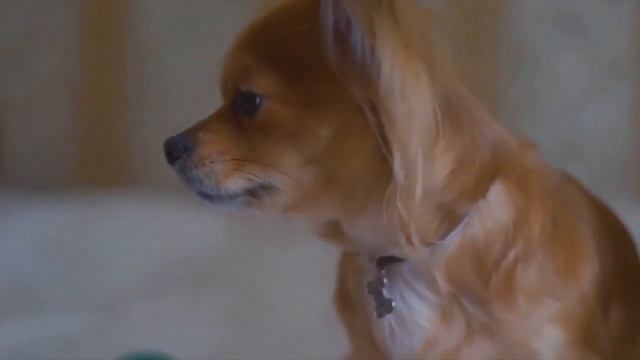 Dog (Description And Physical Characteristics)