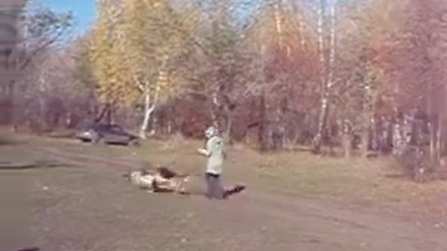 P1011503.MOV Собака с дисплазией из пит-ка Ацель хов смотреть онлайн