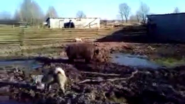 Притравка лайки по кабану смотреть онлайн