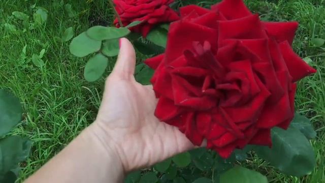 Однолетники и многолетники в цвету! Выращенные из семян и не только. Клематис из семян зацвел!!! смотреть онлайн