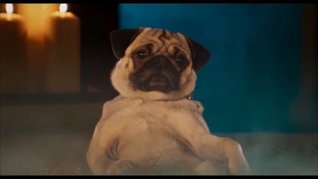 Псы под прикрытием Дублированный трейлер HD.mp4 смотреть онлайн