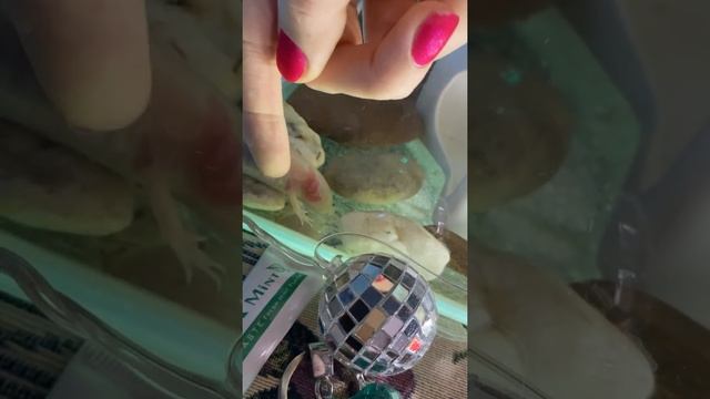 Аксолотль AXOLOTL ручной. Стоит ли заводить? Дневная Фурия (Водяной дракон)?
