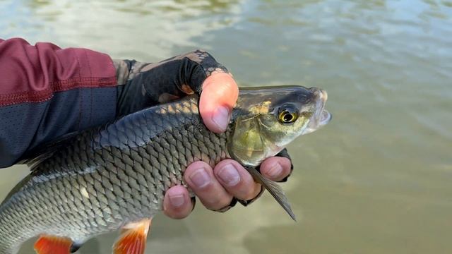 ОТКРЫЛ НОВУЮ ПРИМАНКУ для голавля: приятное завершение сезона 2023. смотреть онлайн