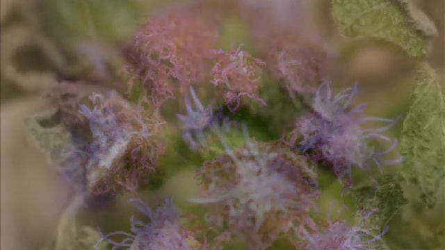 Visions of Spring in Winter смотреть онлайн