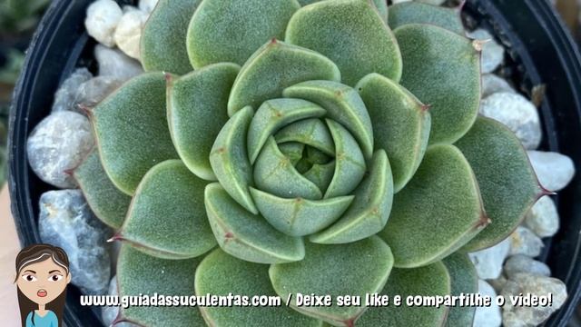 Echeveria Fabiola: Tudo Sobre Essa Suculenta