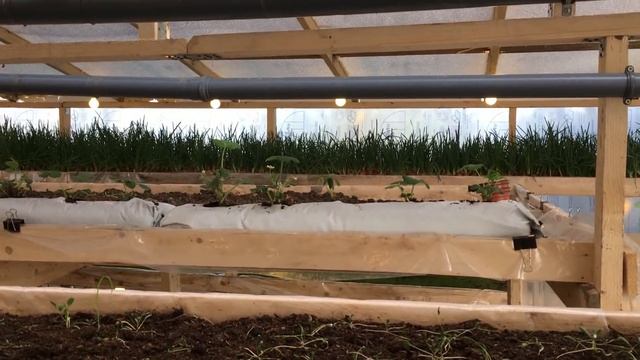 Сколько окупается теплица по выгонке лука на перо!?? Полный расчет окупаемости!!! смотреть онлайн