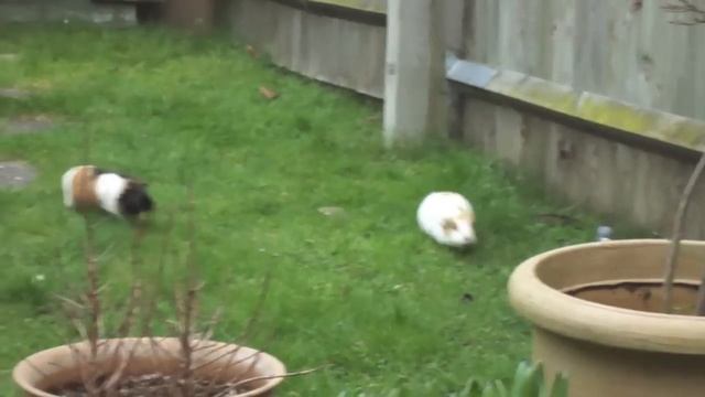 Guinea Pigs Chase Pigeon