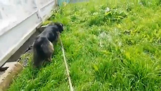 Приют Солнцево. Собака бояка из приюта учиться не боятся смотреть онлайн