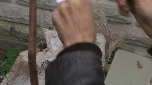 Прививка персика на трехлетний миндаль весной