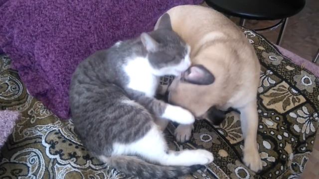 Мопс Таби и белка смотреть онлайн