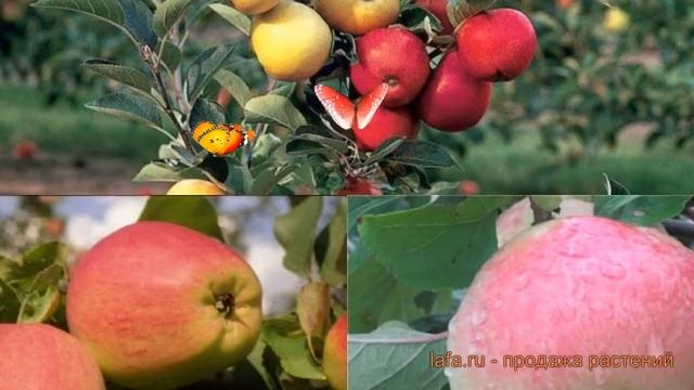 Яблоня обыкновенная Кандиль орловский - Жигулевское ? обзор: как сажать, саженцы яблони смотреть онлайн