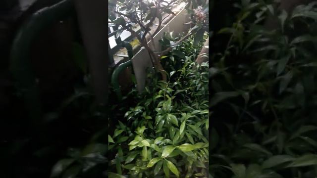 Filipina-German | Mga Crotons At Iba't Ibang Klase Ng Bulaklak Meron Din Dito Sa Germany!..