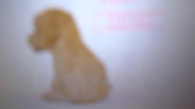 What Happens When a 3DS Demo Expires? - Nintendogs + Cats Edition смотреть онлайн