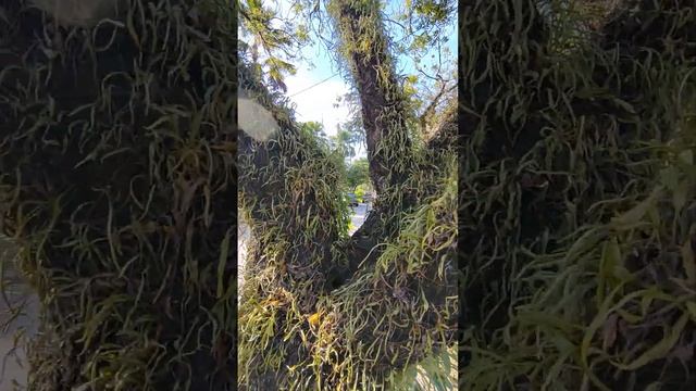 Лохматые деревья??? смотреть онлайн