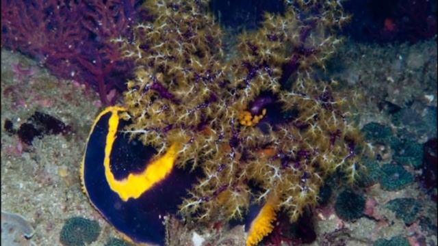 Facts: The Sea Apple смотреть онлайн