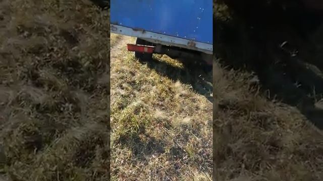 Массовые роды свиней. смотреть онлайн