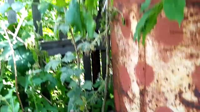 Обильный урожай вишни в Алтайском Крае 2022г смотреть онлайн