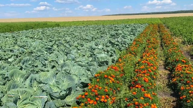 Сахарная молния. Капуста, первая на вашем столе смотреть онлайн