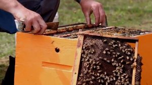 Как поменять матку в улье? (Канада) - Как подсадить матку? Смена и подсадка матки