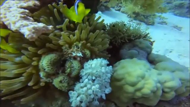 Sharm Professional Divers ( Clown Fish Red Sea ) смотреть онлайн