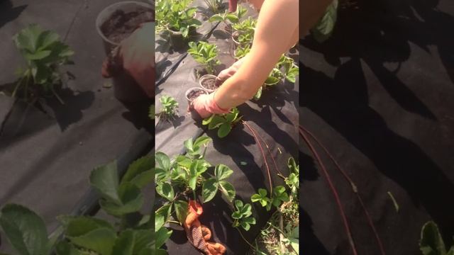 Посадка усов в стаканчики смотреть онлайн
