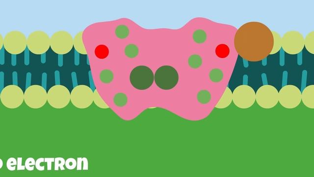 Photosynthesis: The Biochemistry Behind How Plants Make Their Food смотреть онлайн
