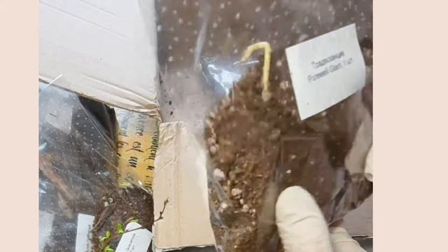 Весенний заказ садовых растений из питомника Остров цветов. смотреть онлайн