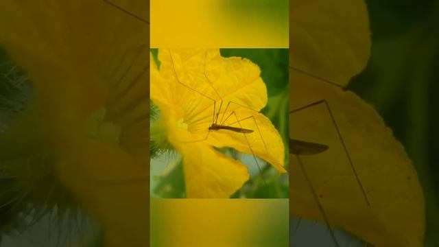 Комар- долгоножка