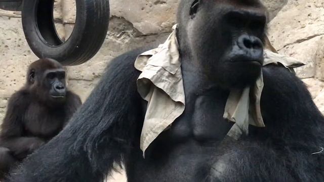 Gorilas, Gorillas