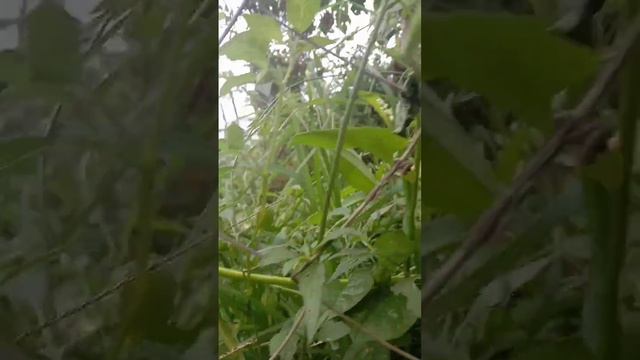 KADAGHANG BUNGA #trending смотреть онлайн