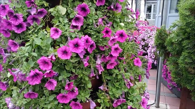 White Cat With Green Eyes Among Flowers. Nostalgia. Coming to our New Channel @thebestworlds777 смотреть онлайн