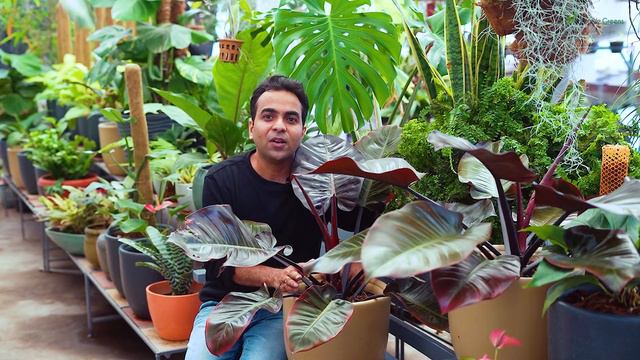Philodendron Black Cardinal | How To Grow Philodendron | Easy Guide | Philodendron Plant Care