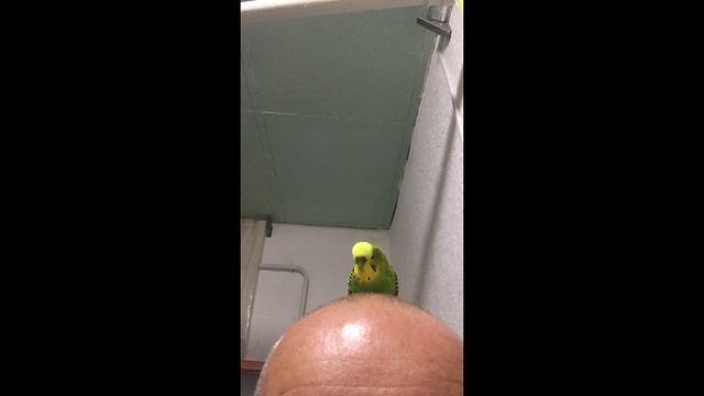 Попугай разговаривает!