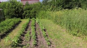 Чем косить траву на даче (Триммеры)