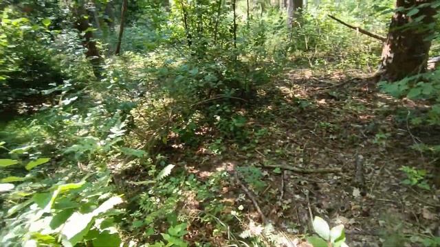 За грибами всей семьёй. Такие у нас грибы в Беларуси