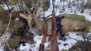 Охота с Барс 4-1. Кал. 223 rem