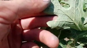 Арбуз АУ Продюсер пвп. Суходол. Пероноспороз (ложная мучнистая роса).