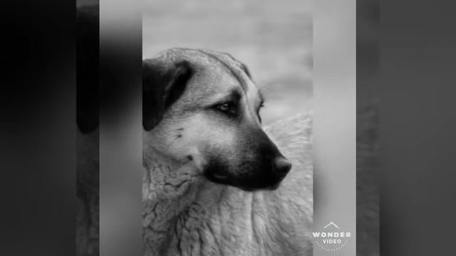 грустные фото собак смотреть онлайн