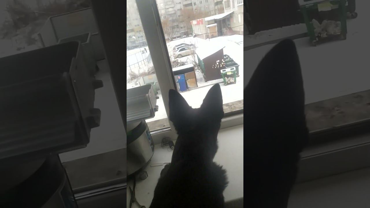 ВЕО черная Восточно Европейская Овчарка 2 смотреть онлайн