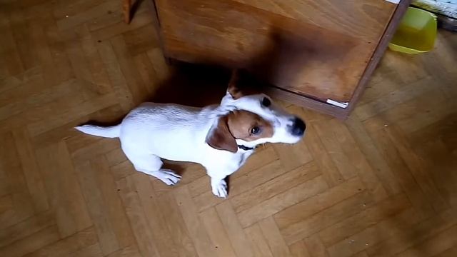 Что ест Джек рассел.полезное для собаки смотреть онлайн
