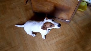 Что ест Джек рассел.полезное для собаки