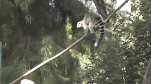 Ёжик резиновый