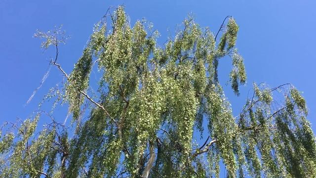 Silver Birch (Betula pendula) - crown - May 2018 смотреть онлайн