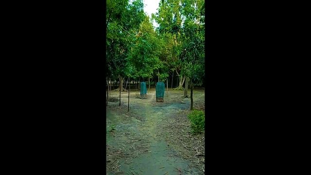 Bamboo: The Miracle Plant || Bamboo garden || Bamboo tree смотреть онлайн