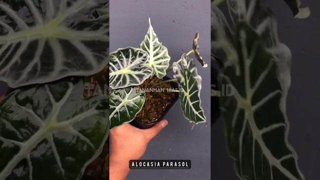 Alocasia Parasol | Tanaman Hias Rare Item