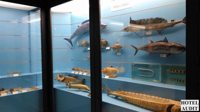 Италия Comiso Museo Civico di Storia Naturale 1 смотреть онлайн