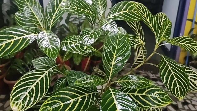 Sanchezia Nobilis#beautiful House Plant#Care#